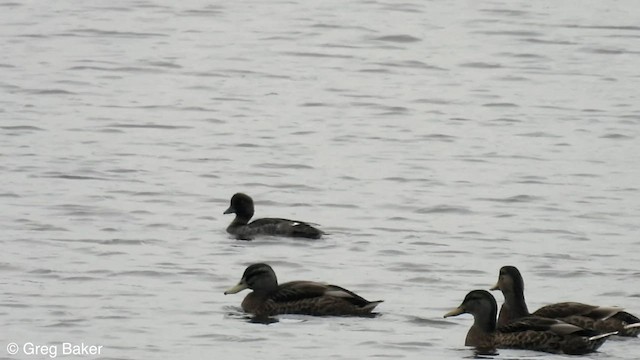 Common Goldeneye - ML600237331