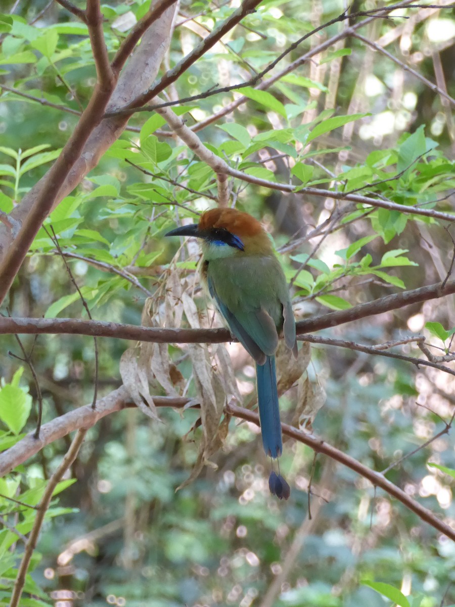 Russet-crowned Motmot - ML600237611