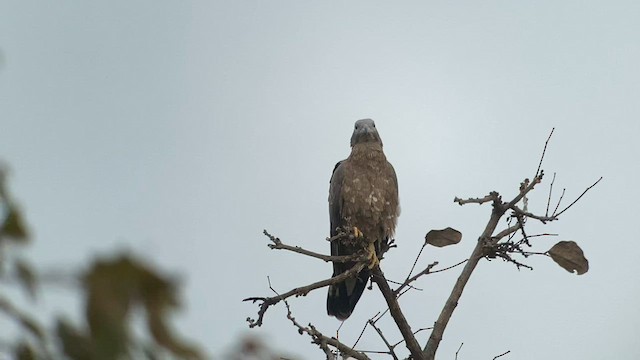 Schopfwespenbussard - ML600239351