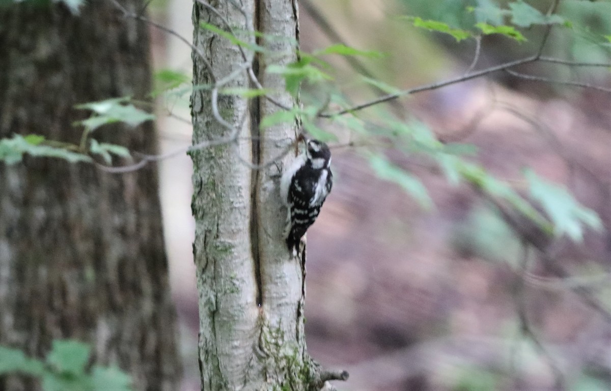 Downy Woodpecker (Eastern) - ML600239641