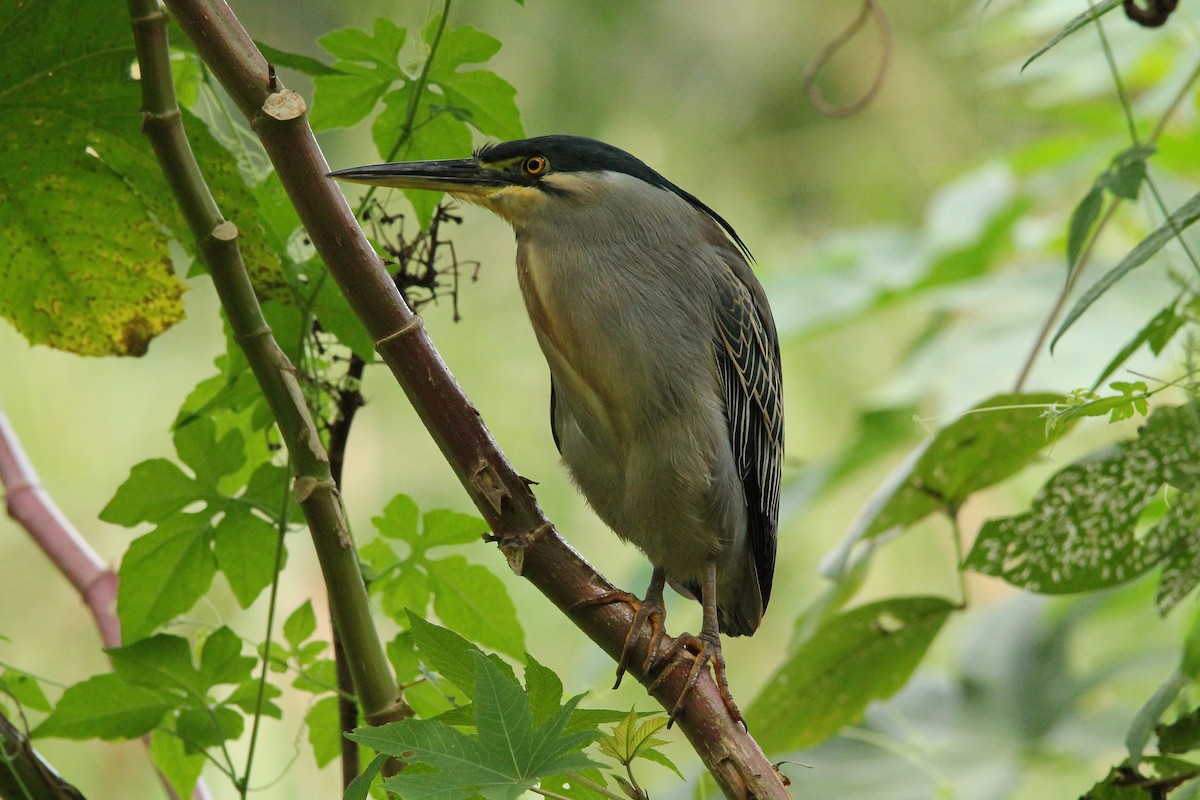 Striated Heron - ML600239771