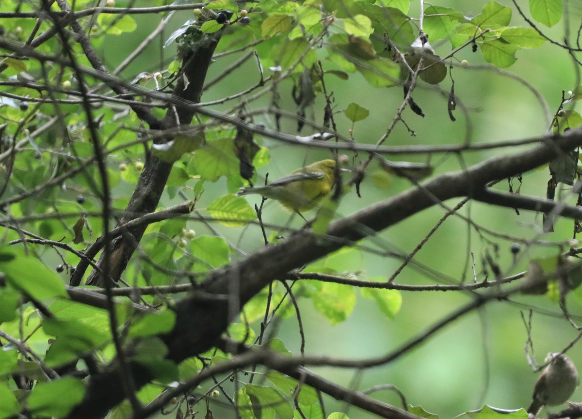 Blue-winged Warbler - ML600239851