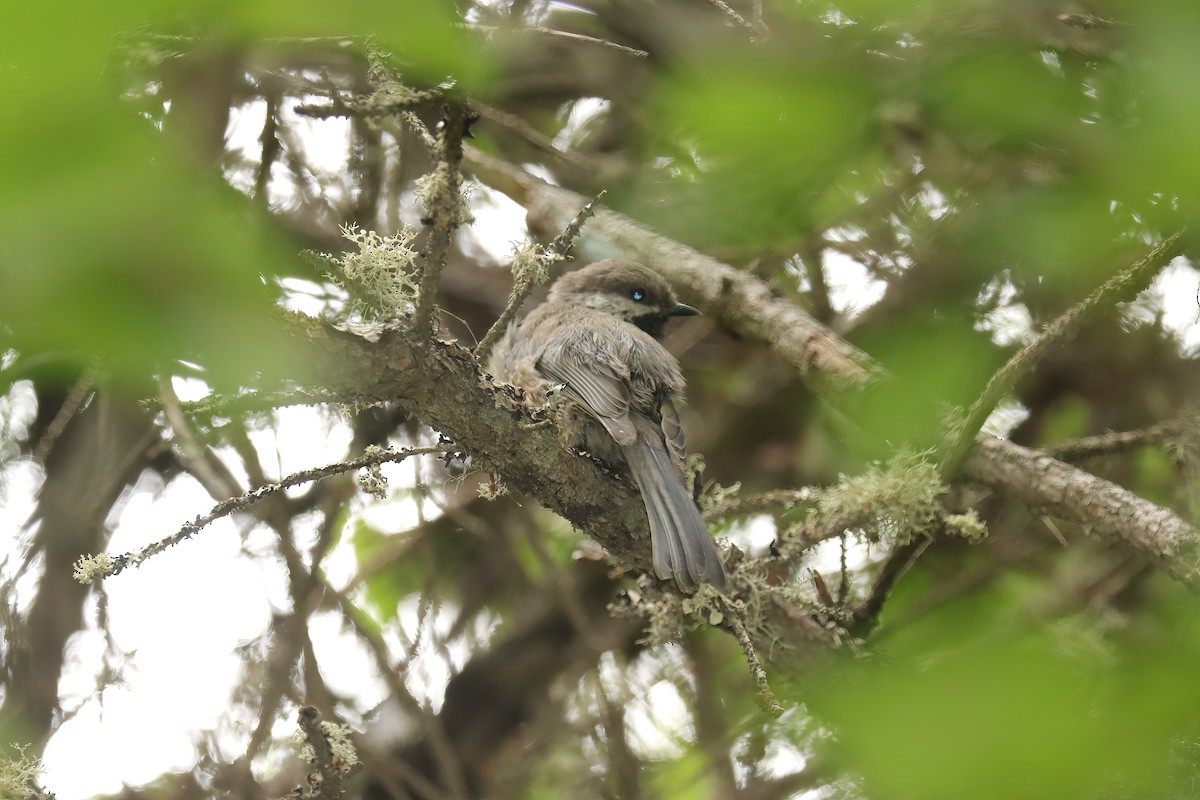 Mésange à tête brune - ML600240321