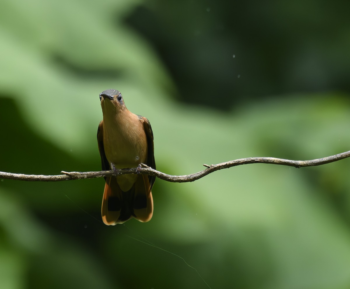 Rufous Sabrewing - Jose-Miguel Ponciano