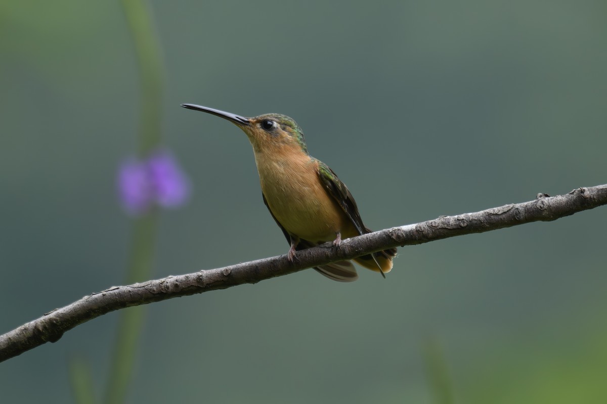 Rufous Sabrewing - Jose-Miguel Ponciano