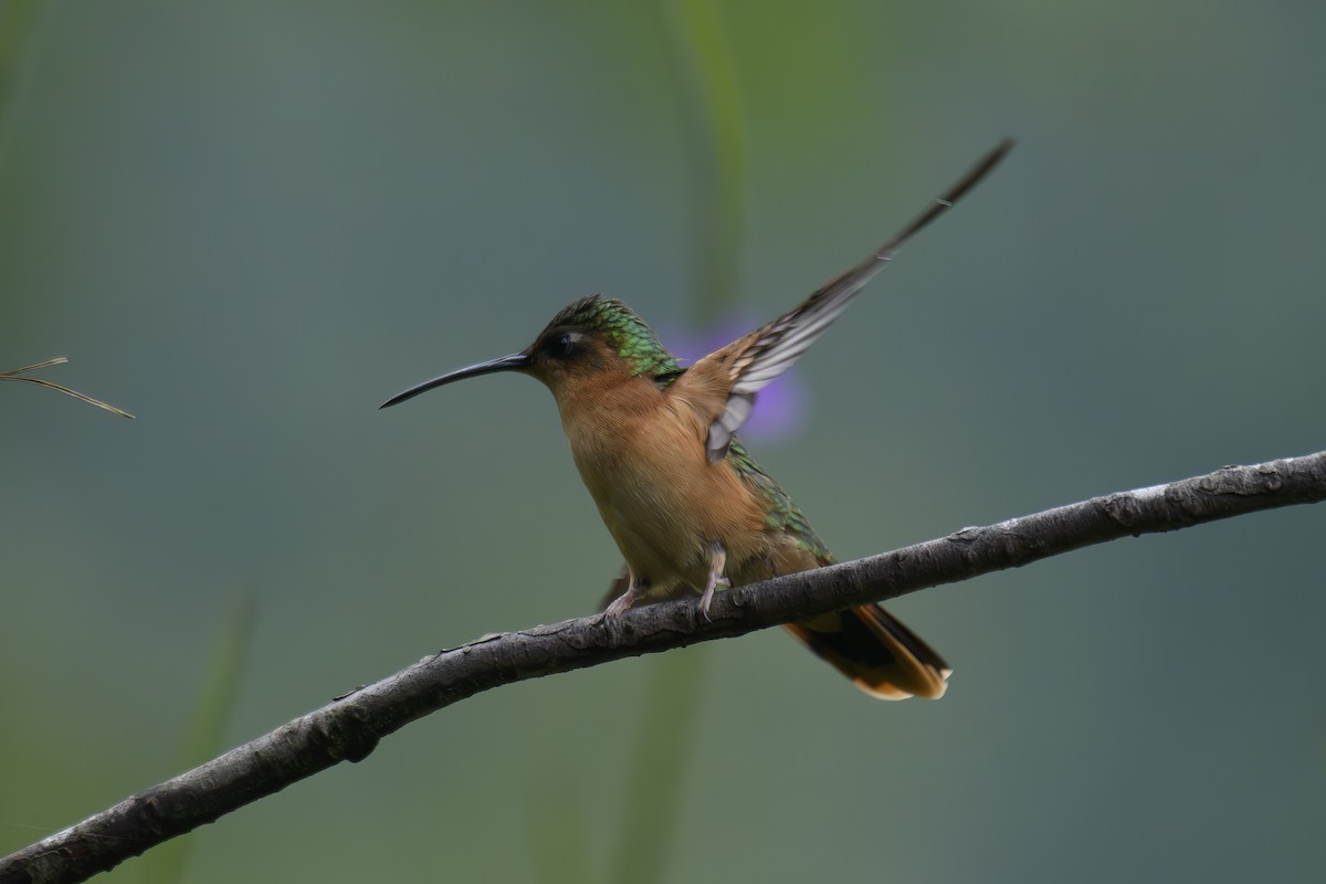 Rufous Sabrewing - Jose-Miguel Ponciano