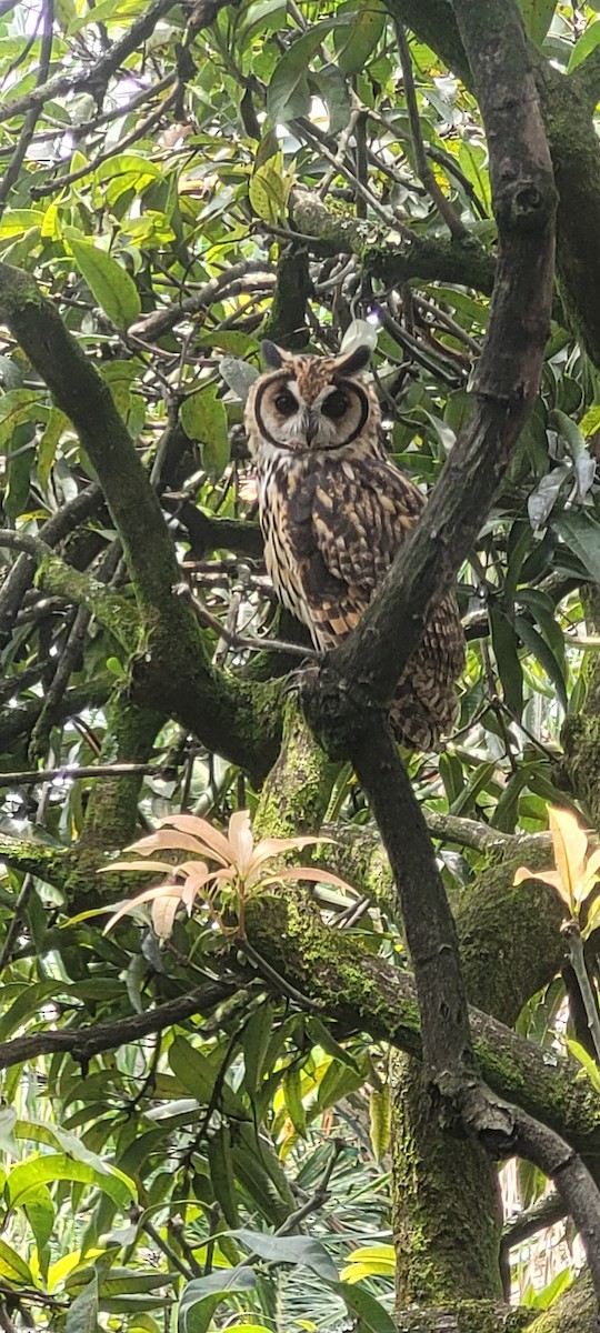 Striped Owl - ML600241101