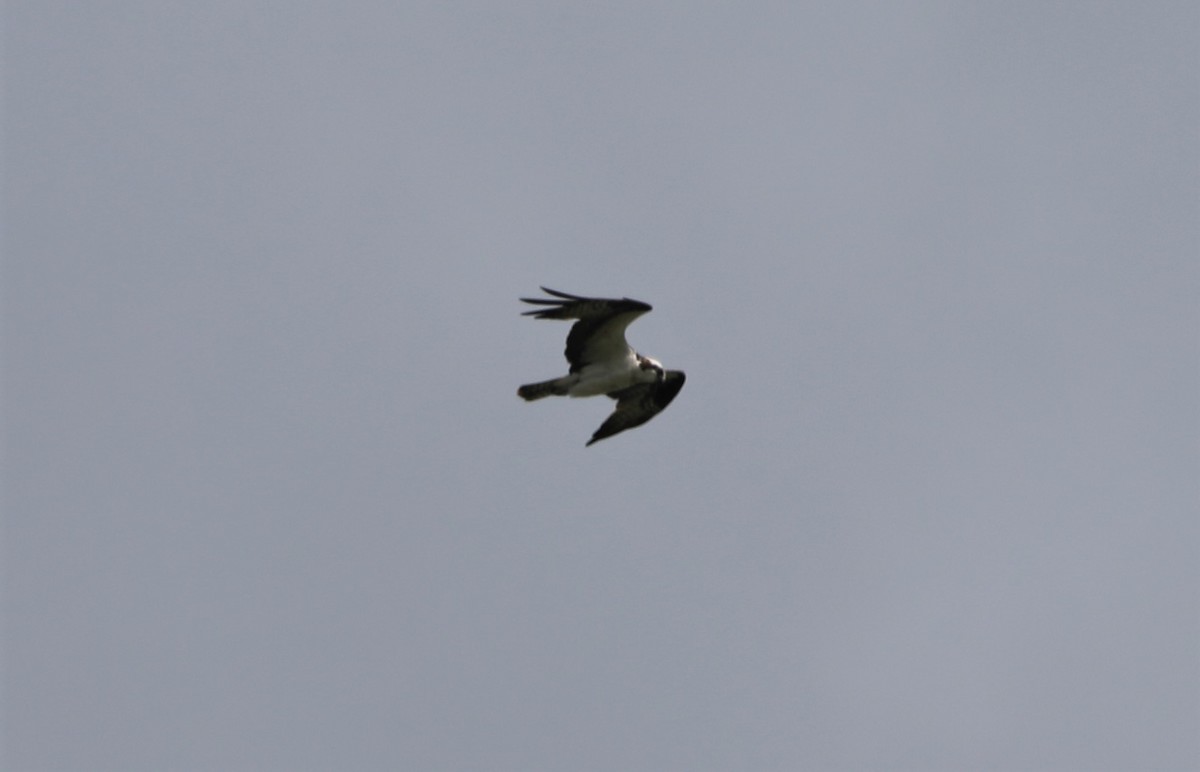 Águila Pescadora - ML600241771