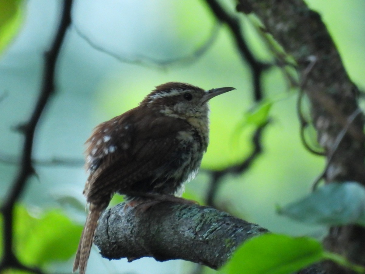 Carolina Wren - ML600241841