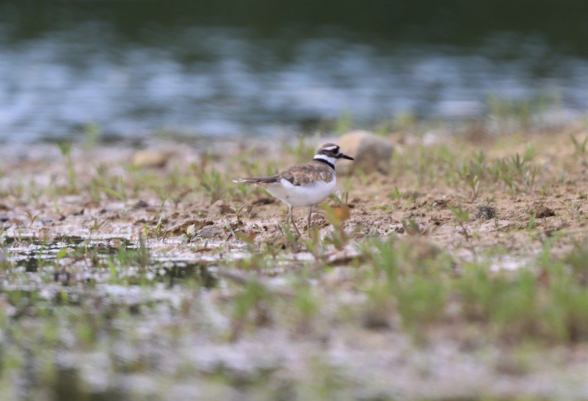 Killdeer - ML600241921