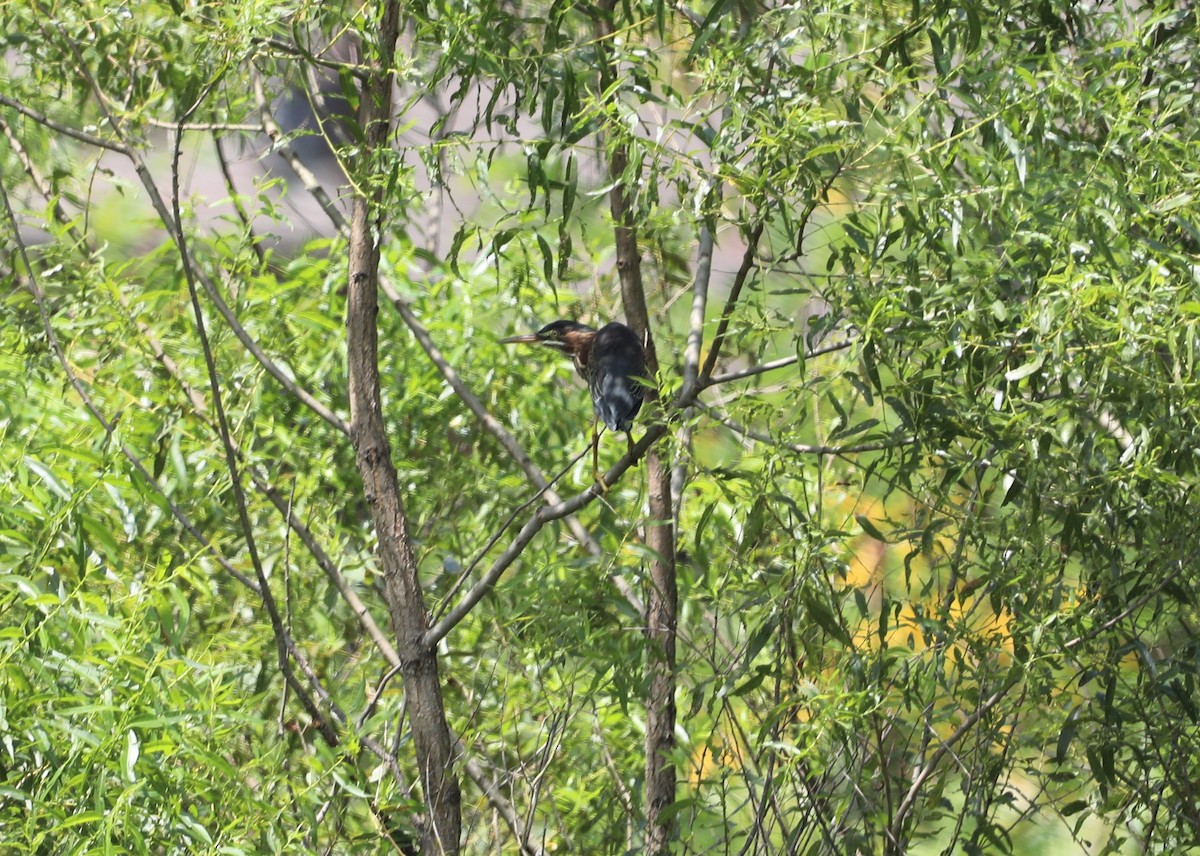 Green Heron - ML600241971