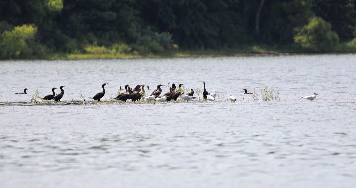 Caspian Tern - ML600242091