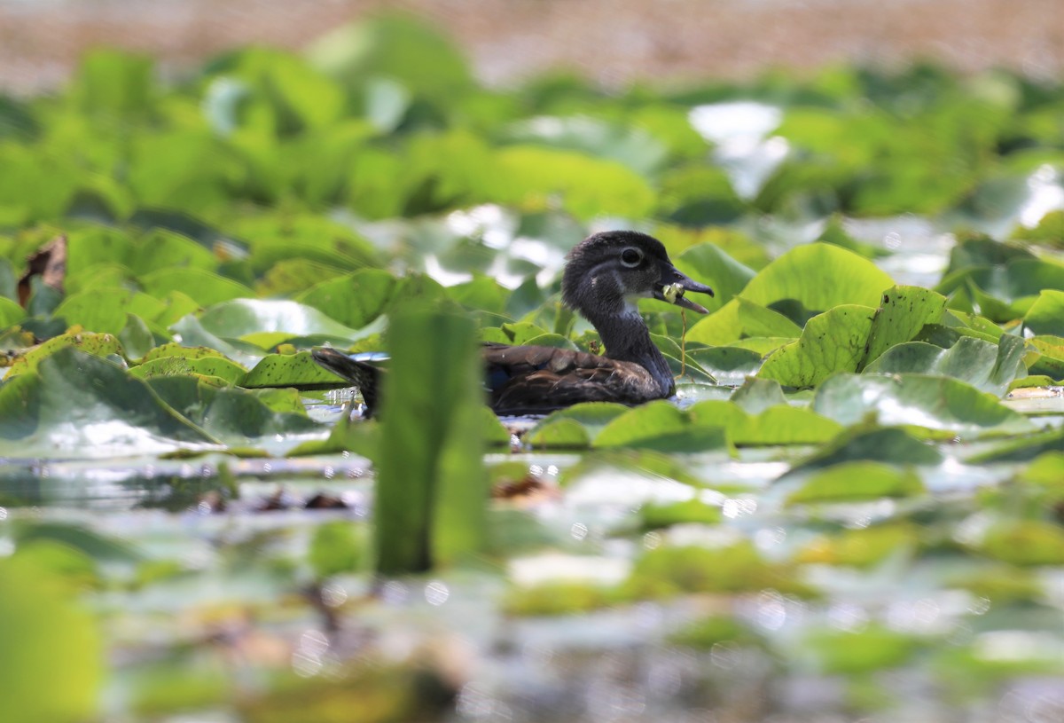 Wood Duck - ML600242231