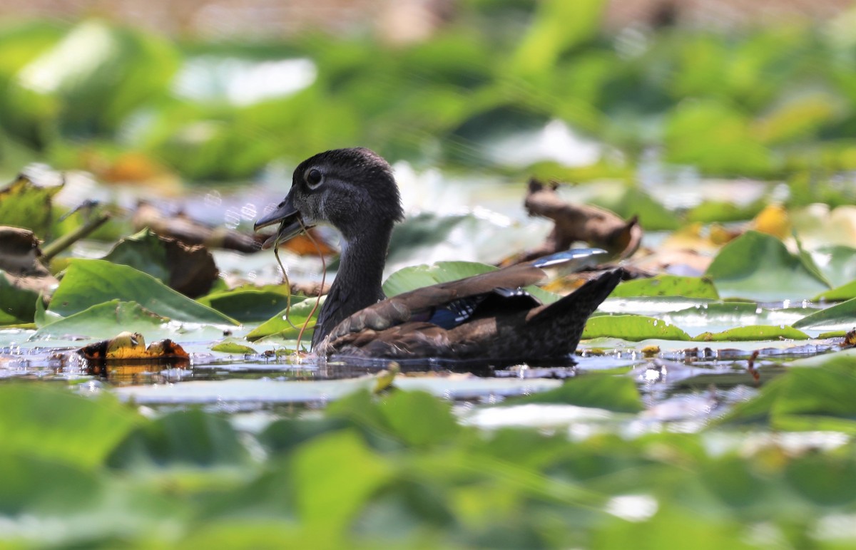 Wood Duck - ML600242241