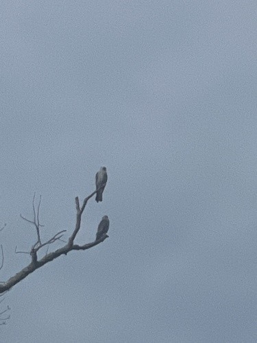 Mississippi Kite - ML600242261