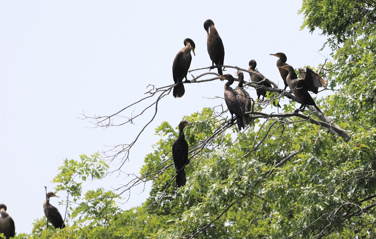 Double-crested Cormorant - ML600242421