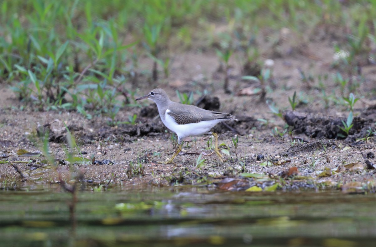 Spotted Sandpiper - ML600242461