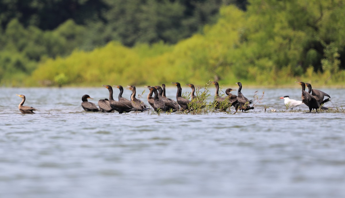 Double-crested Cormorant - ML600242561