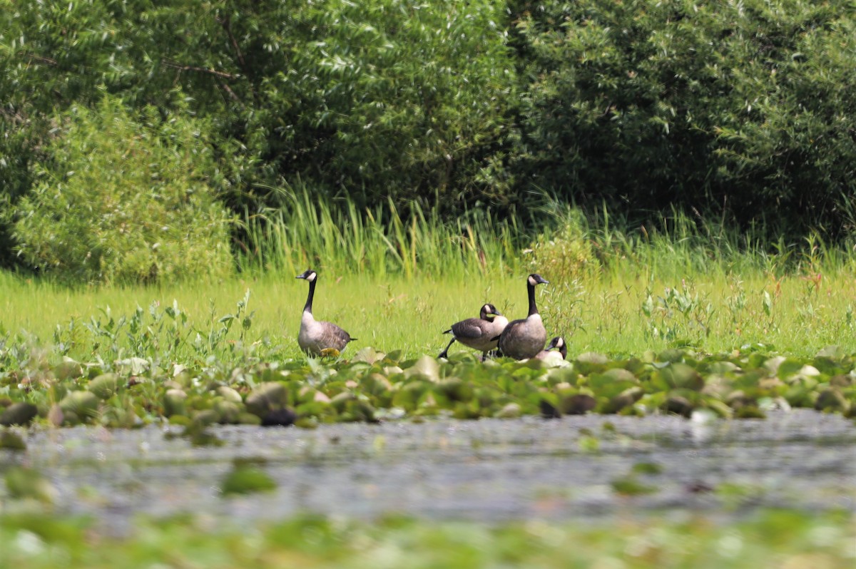 Canada Goose - ML600242581