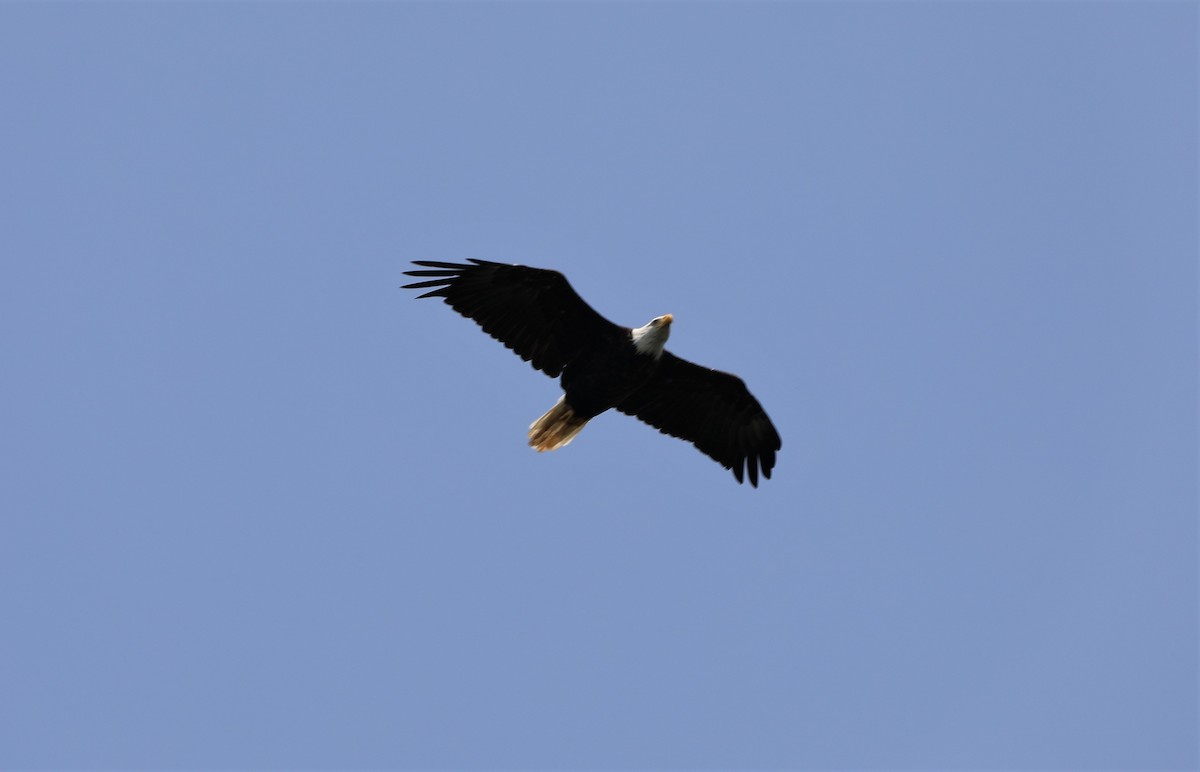 Bald Eagle - "Chia" Cory Chiappone ⚡️