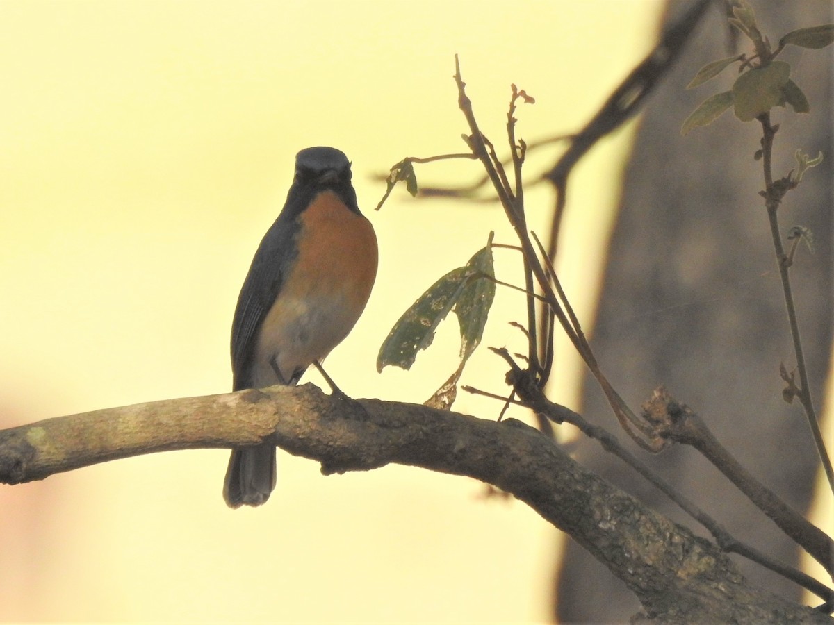 Tickell's Blue Flycatcher - ML600242701