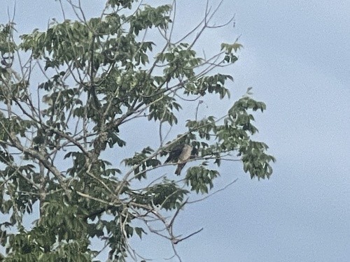 Mississippi Kite - ML600242991