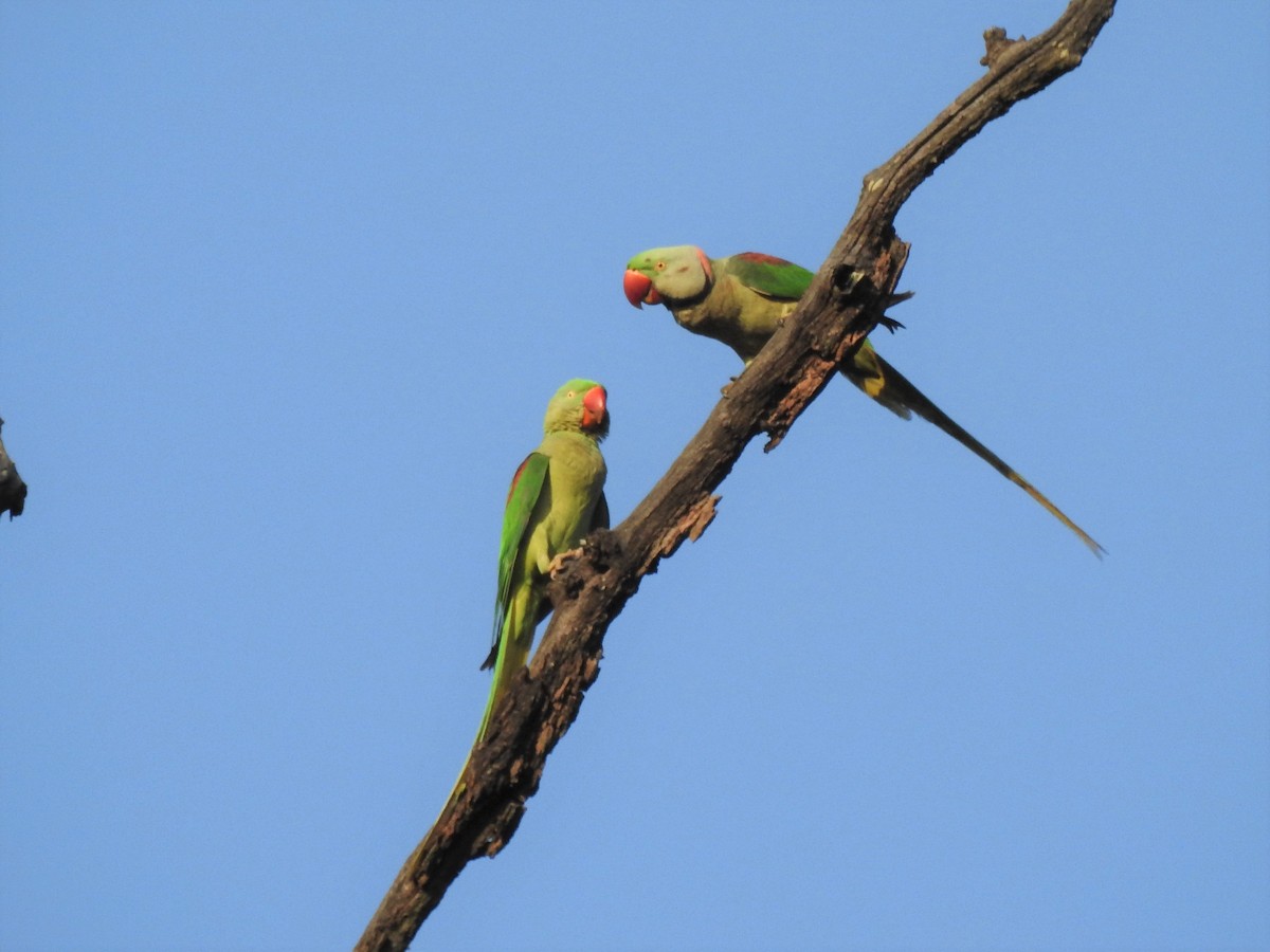 Alexandrine Parakeet - Ryan Irvine