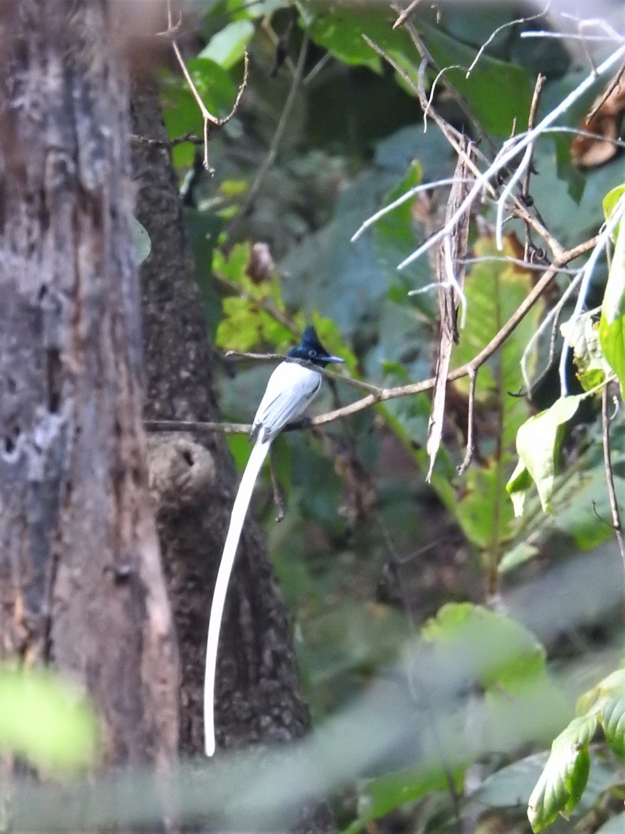 Indian Paradise-Flycatcher - ML600243131