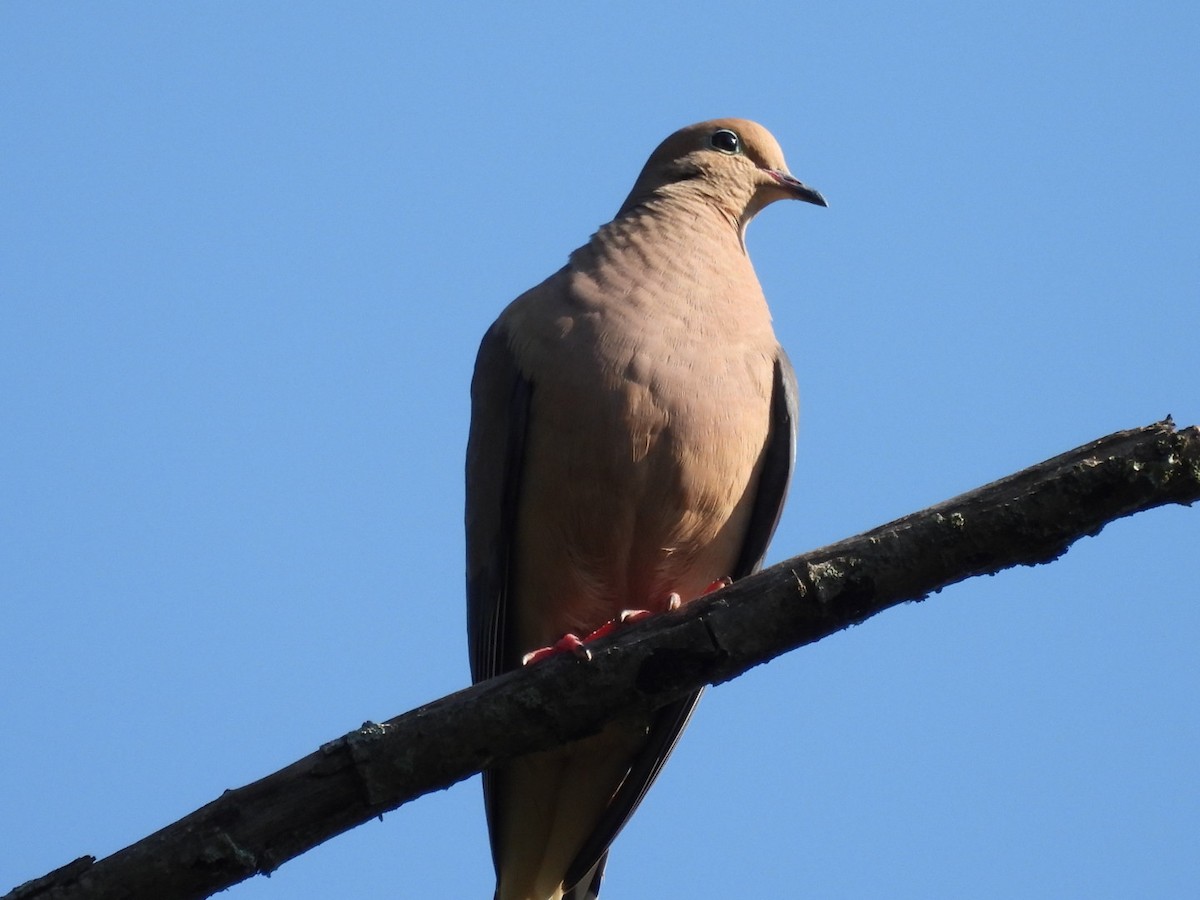 Mourning Dove - ML600243411