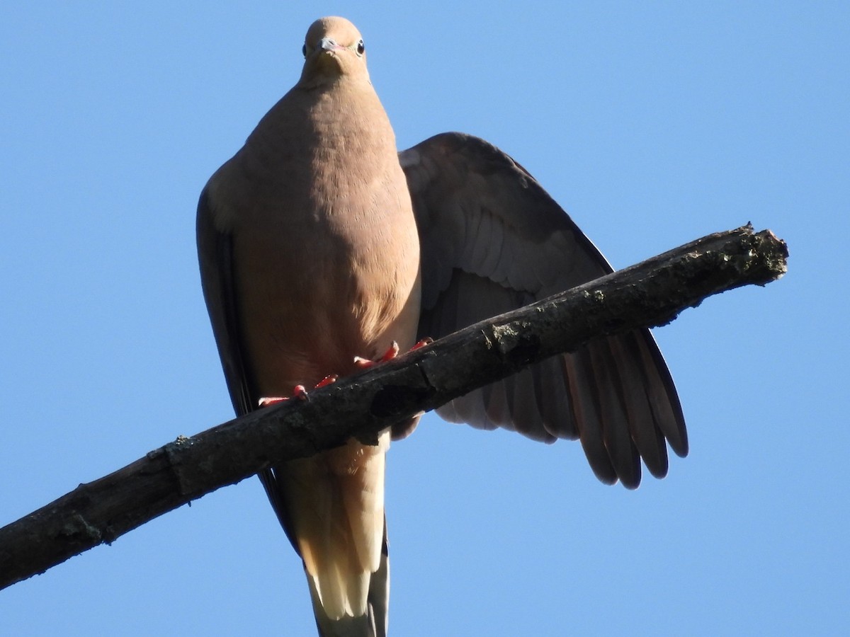 Mourning Dove - ML600243471