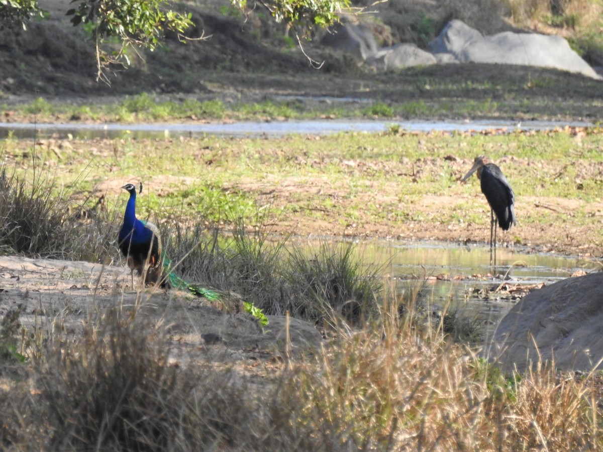 Lesser Adjutant - Ryan Irvine