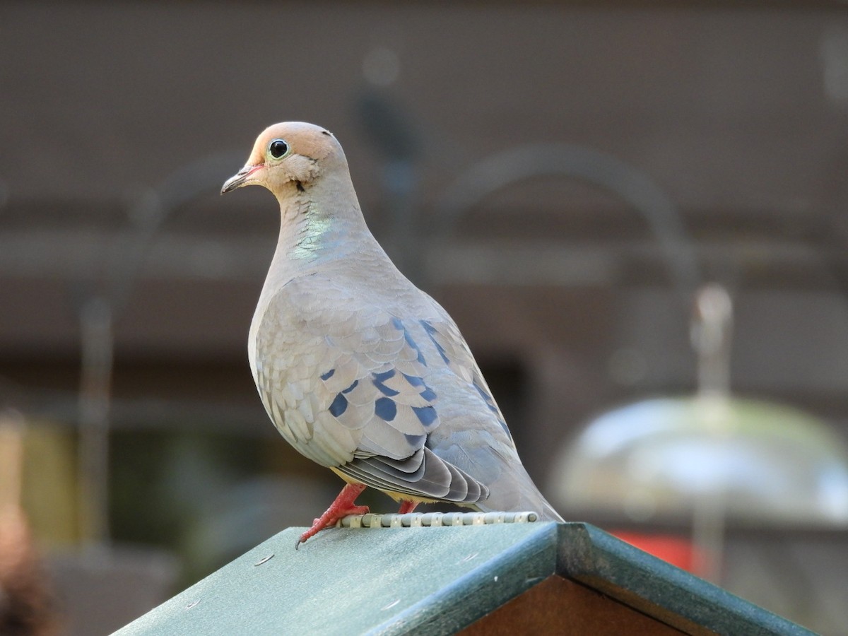 Mourning Dove - ML600244501