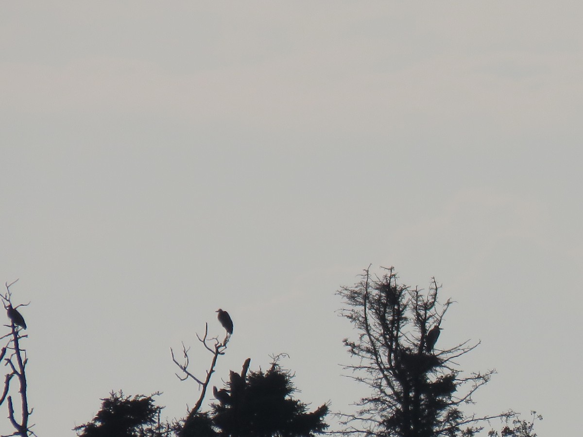 Great Blue Heron - ML600244671