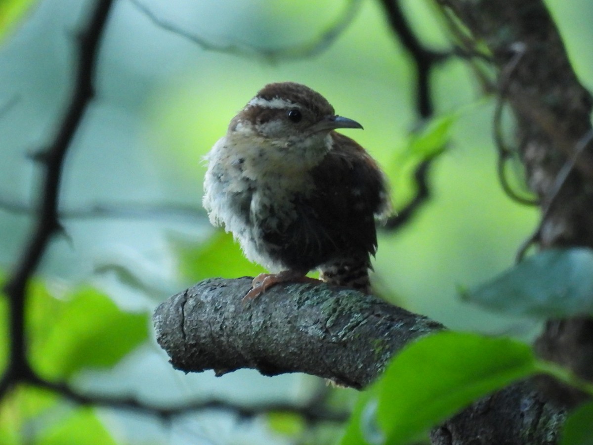 Carolina Wren - ML600245131