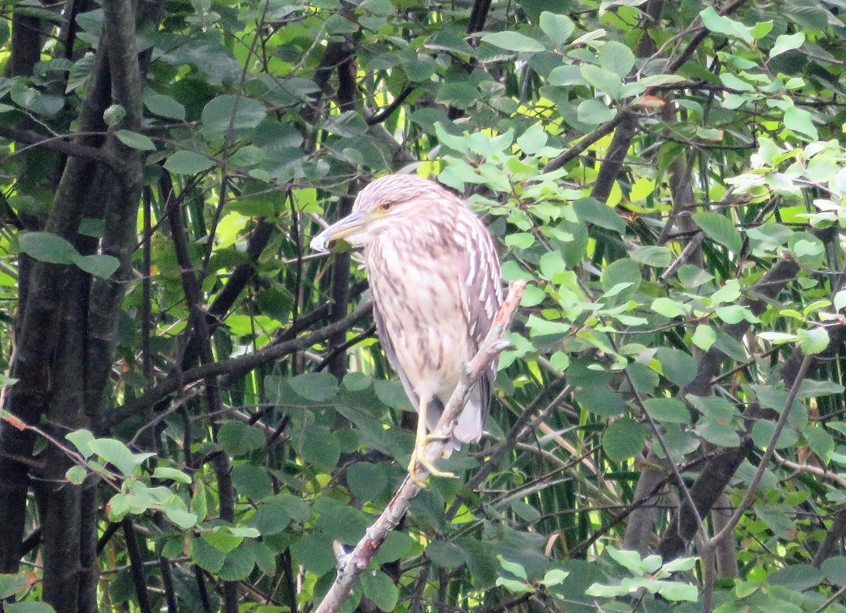 Black-crowned Night Heron - ML600245481