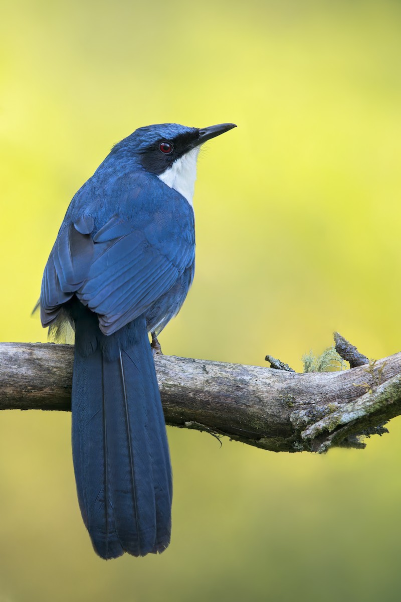 Blue-and-white Mockingbird - ML600246391