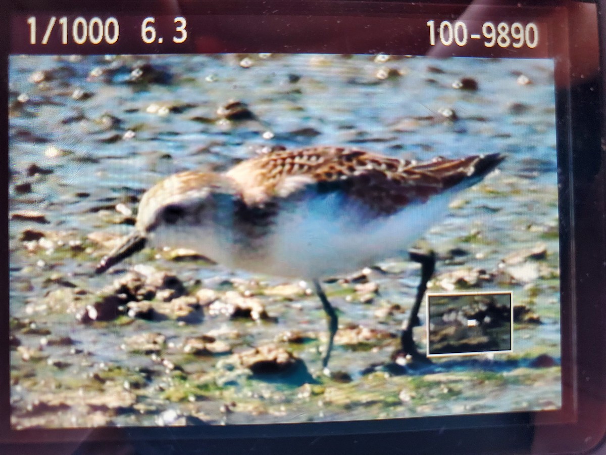 Semipalmated Sandpiper - ML600246401