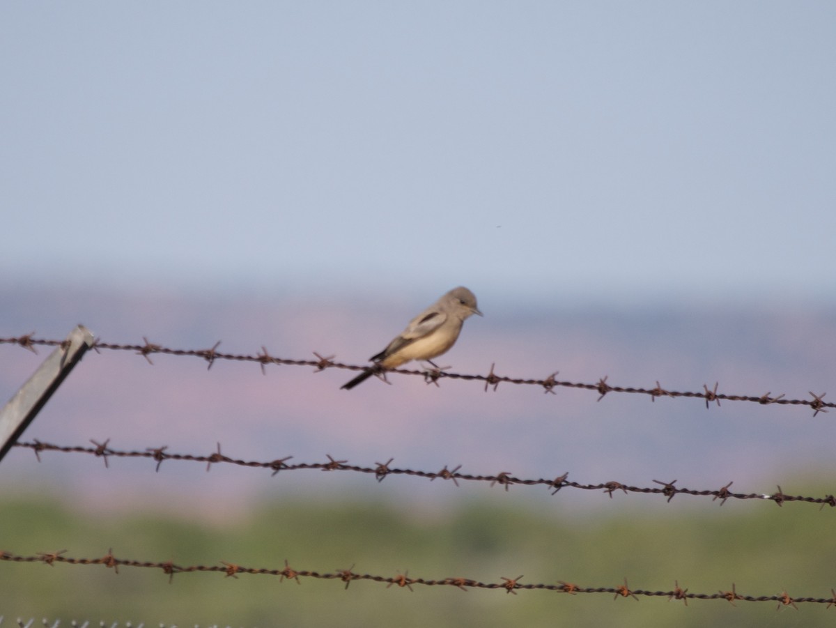 Say's Phoebe - ML60024701