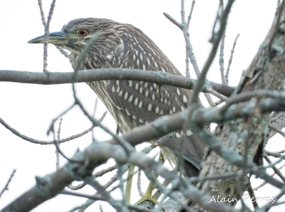 Black-crowned Night Heron - Alain Perras