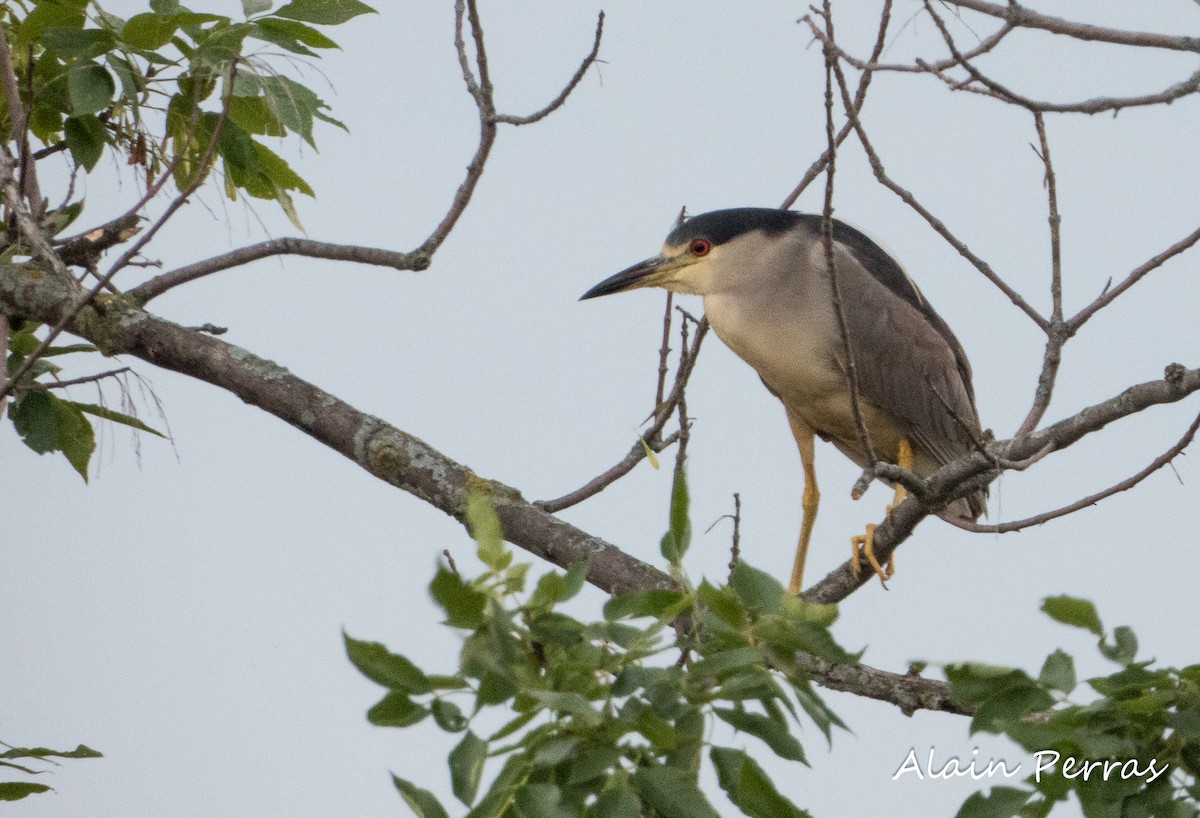 Black-crowned Night Heron - Alain Perras