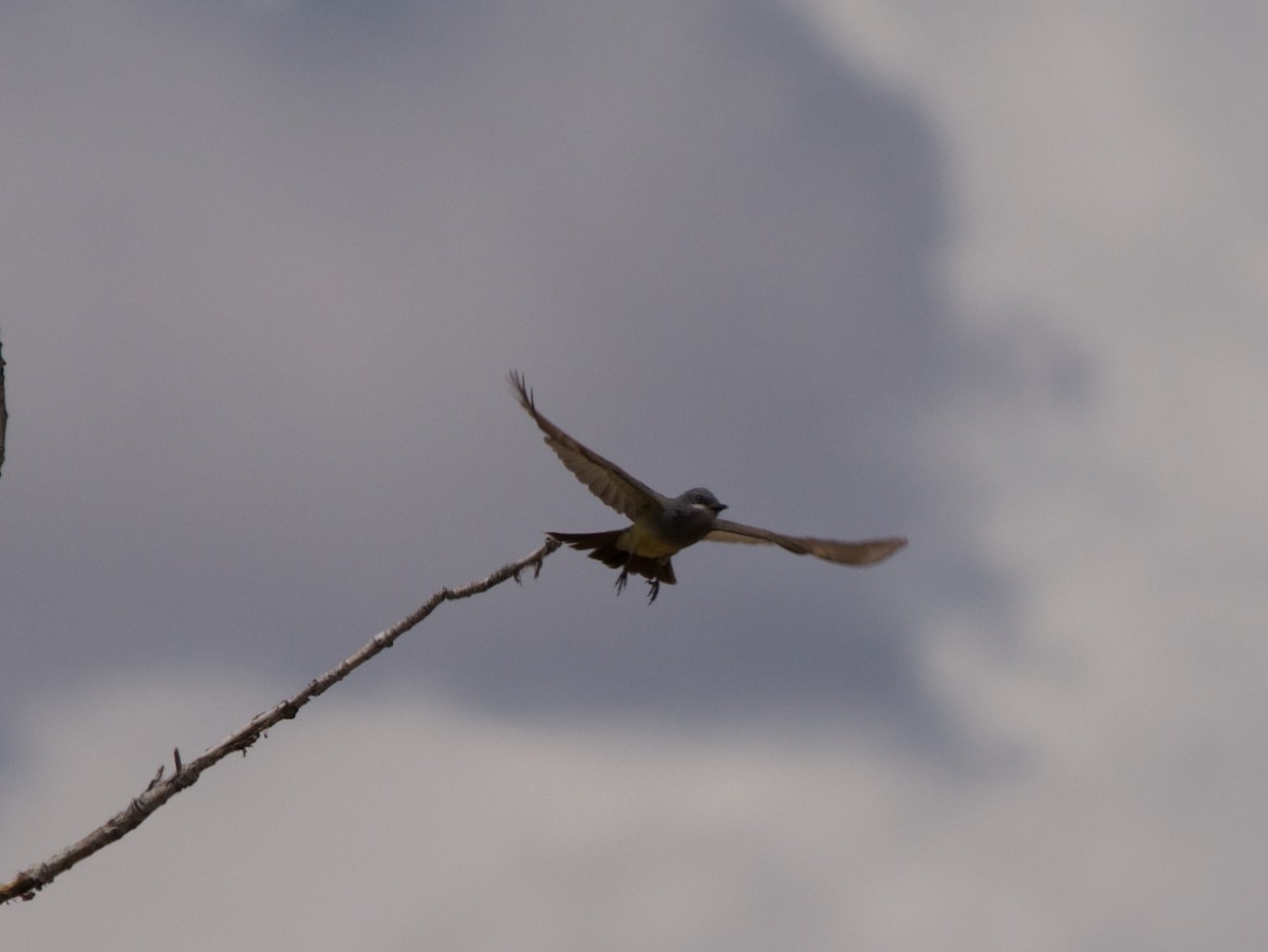 Cassin's Kingbird - ML60024851