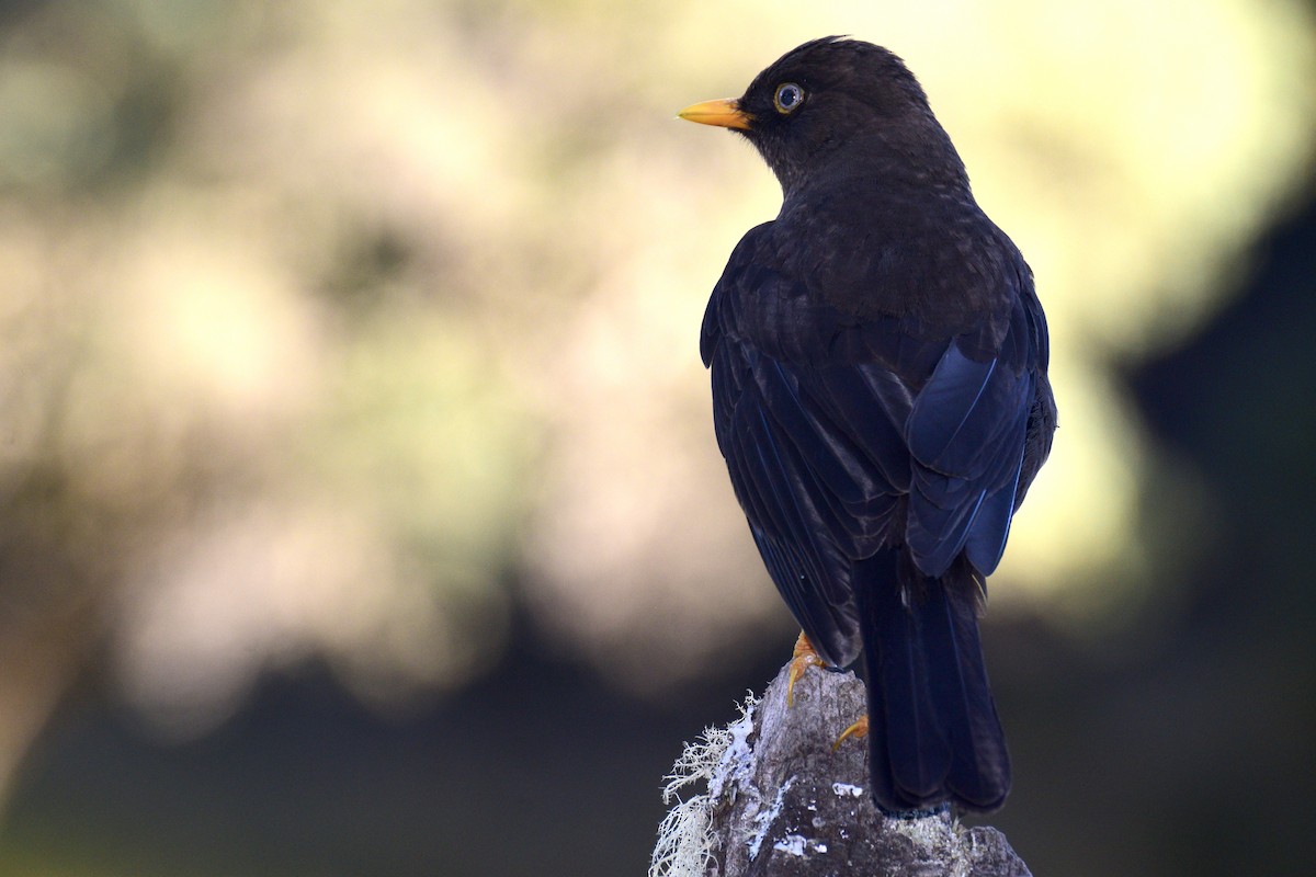 Sooty Thrush - ML60024911