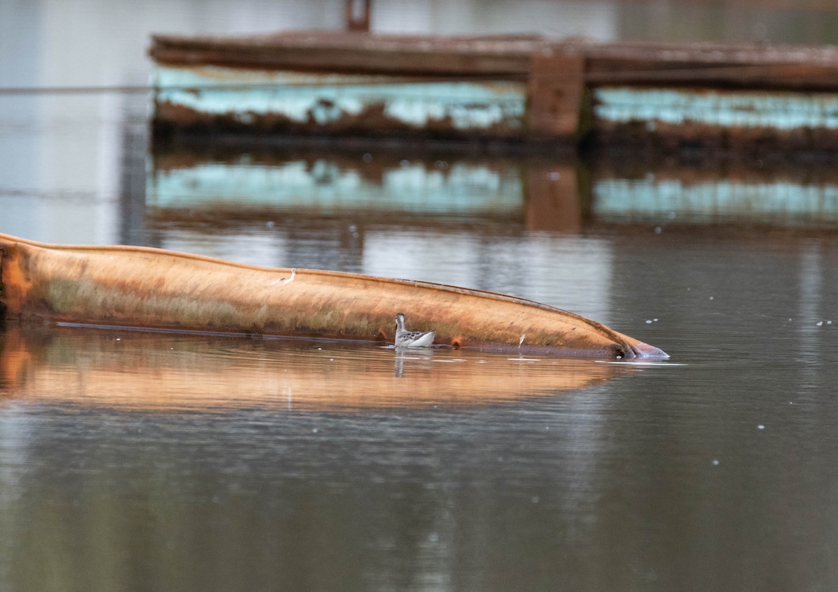 Wilson's Phalarope - ML600249621