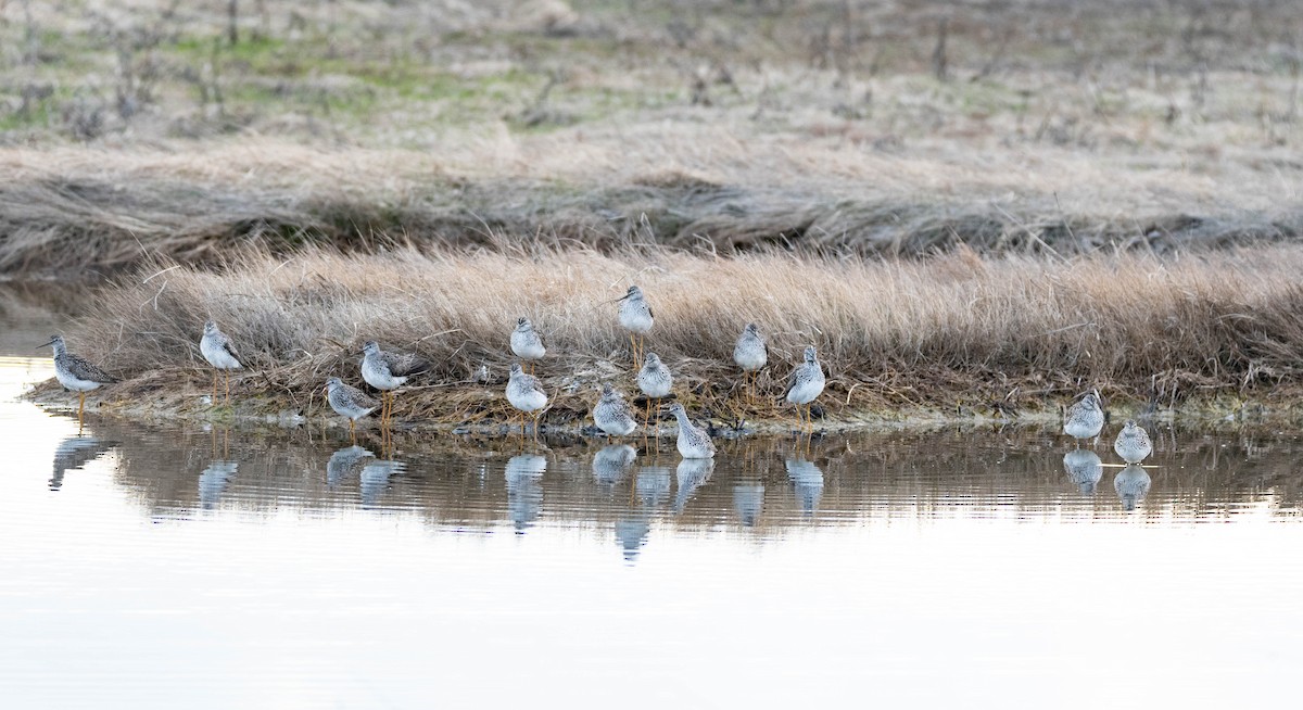 Lesser Yellowlegs - ML600249651