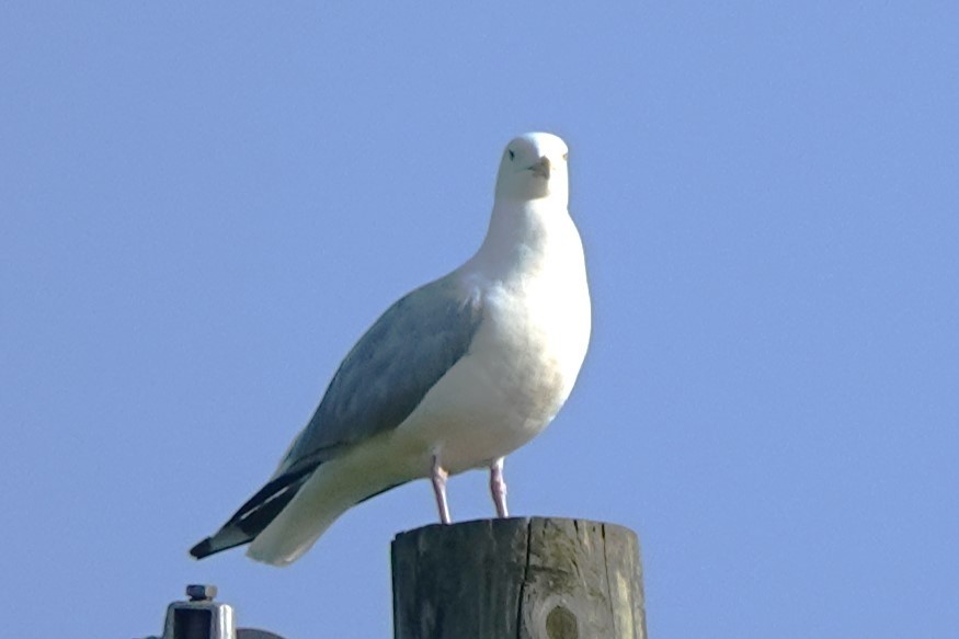 Goéland argenté - ML600249711