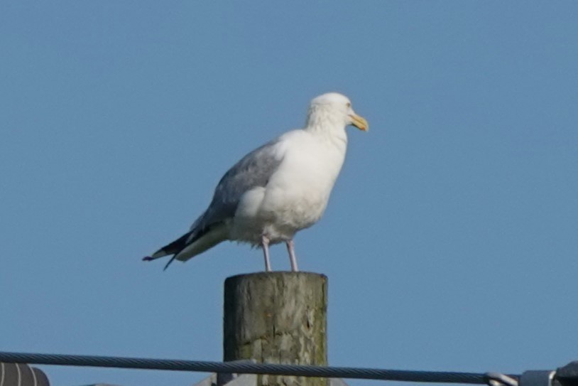 Herring Gull - ML600249731