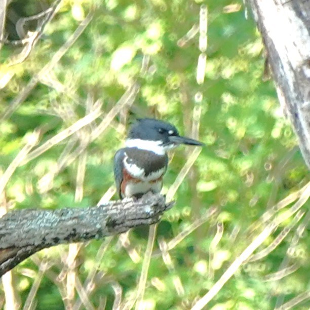 Belted Kingfisher - Judy Dunn