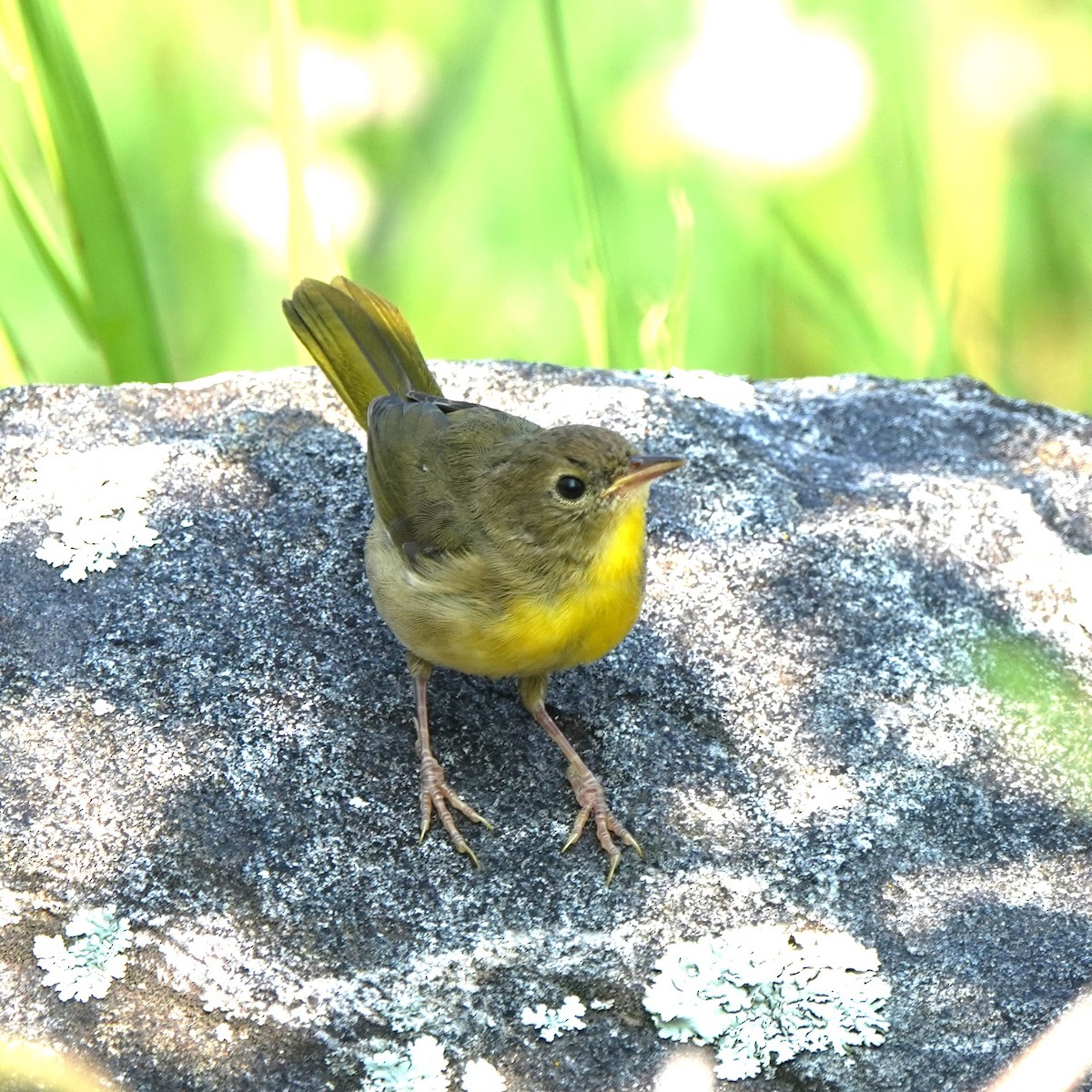 Common Yellowthroat - ML600249891