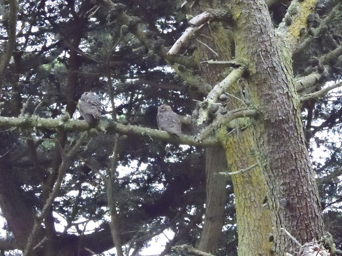 Great Horned Owl - Lee-Hong Chang