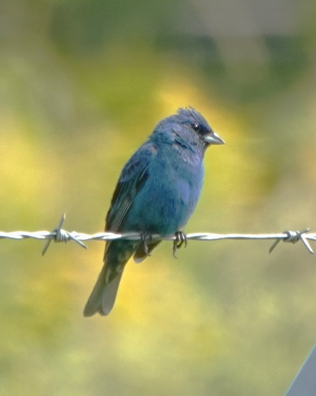 Indigo Bunting - Judy Dunn